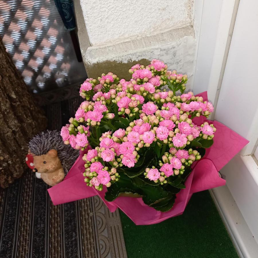 Sommerhaus 维斯普雷姆 外观 照片